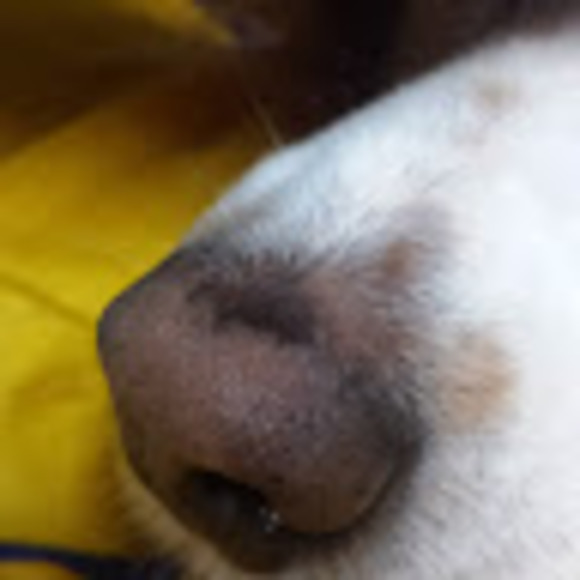 Meet your Posher, Loren - Picture 1 of 1